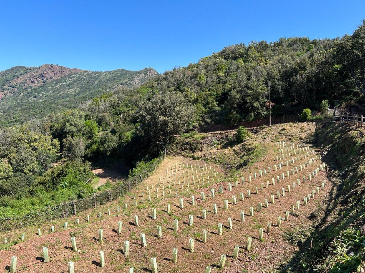 Agriturismo Paradisa Rio dellʼElba المظهر الخارجي الصورة